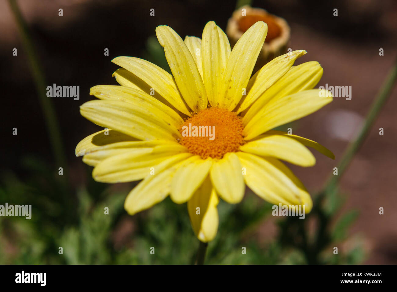 Nahaufnahme einer Anmerkungen Blume in der Oase von Huacachina, Ica, Peru Stockfoto