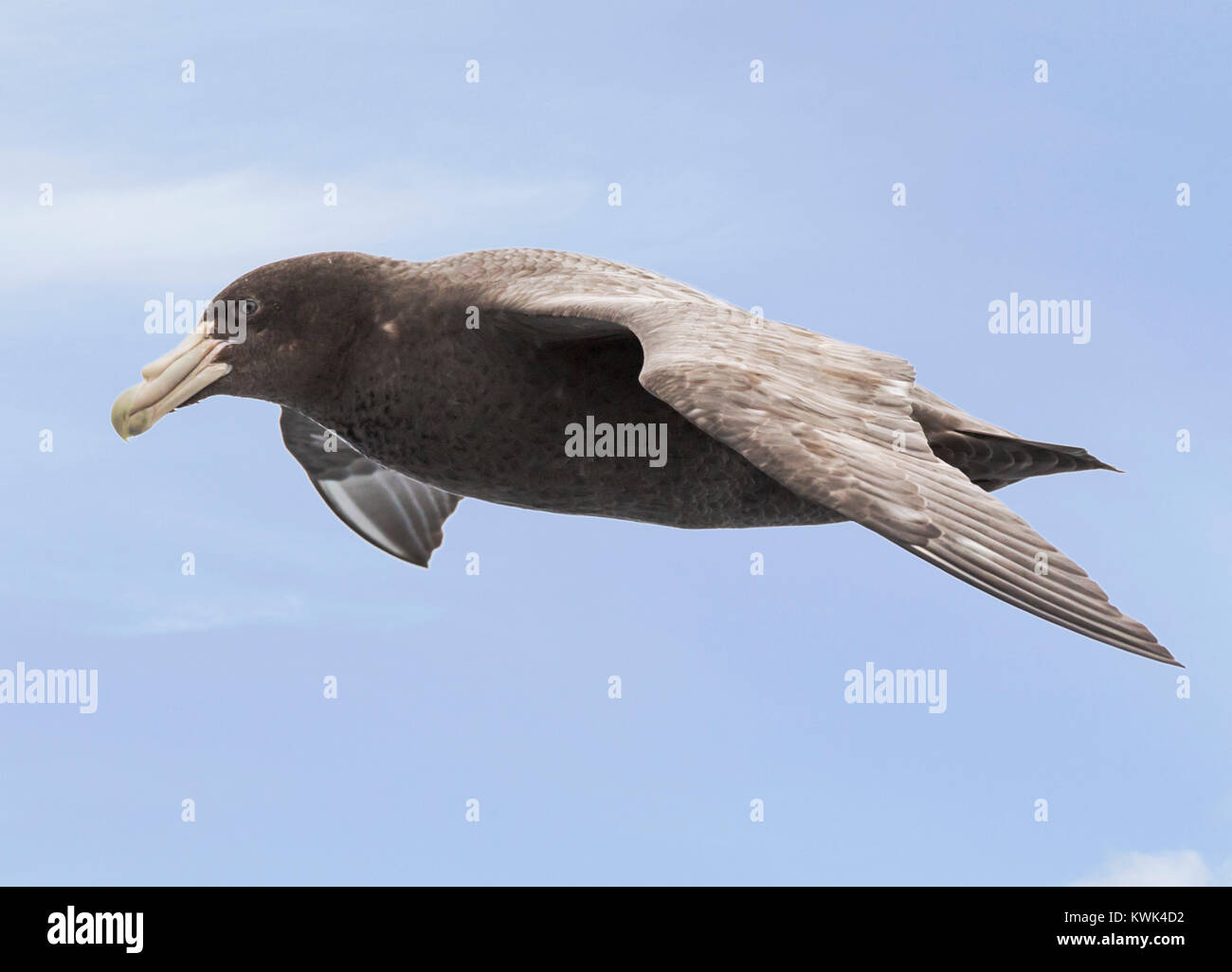 Southern Giant Petrel; Macronectes giganteus; Antarktis; Giant Giant petrel Eissturmvogel; stinker; stinkpot; Seevogel fliegen über die Drake Passage zwischen einem Stockfoto