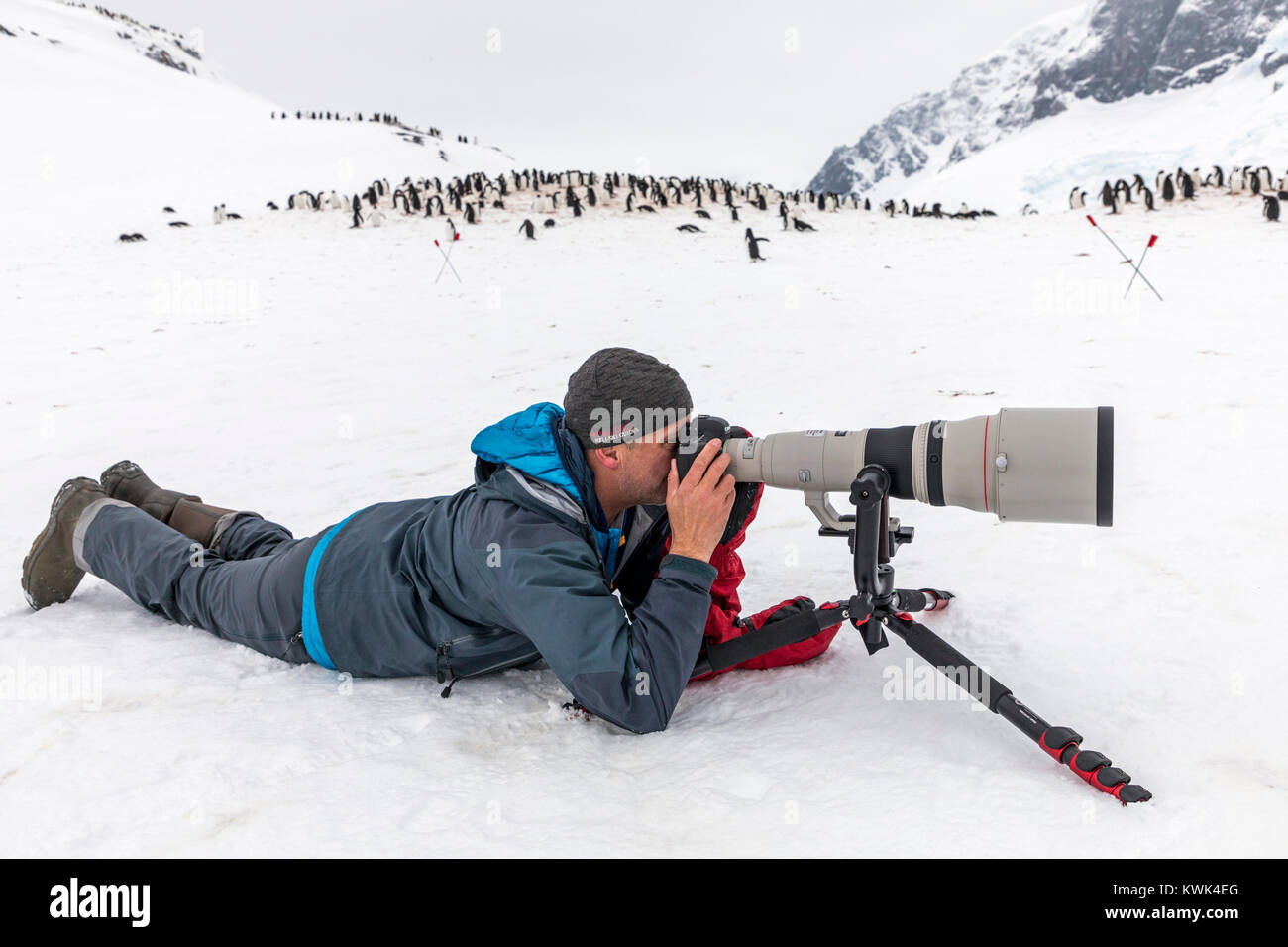 Reisende lange fotografieren-tailed Gentoo Penguins mit großen Teleobjektiv; Pygoscelis papua; Cuverville Island; Antarktis Stockfoto