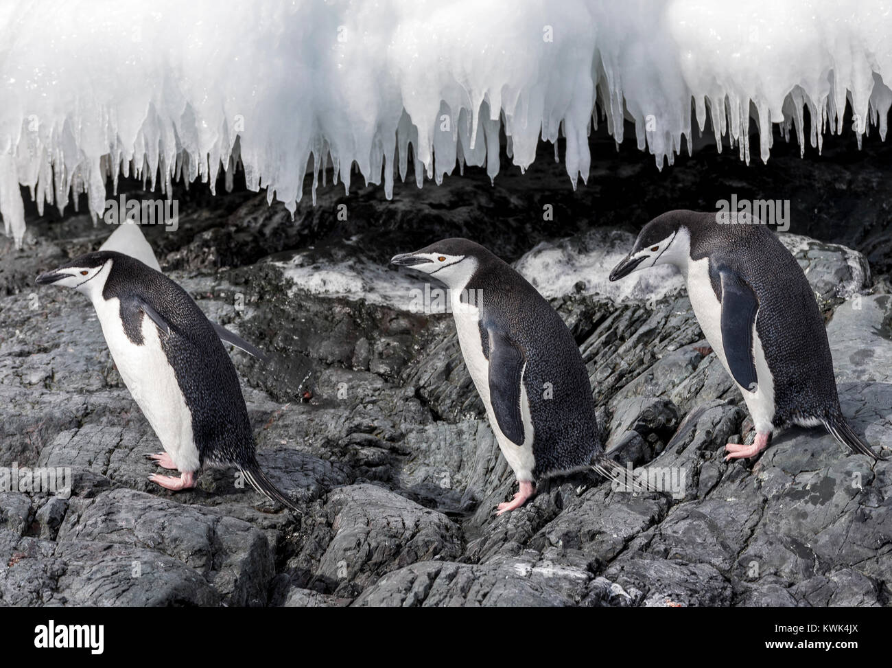 Zügelpinguin Pygoscelis antarcticus;; beringt pinguin ; bearded Penguin; stonecracker pinguin ; Rongé Island; Arctowski Halbinsel; Antarktis Stockfoto