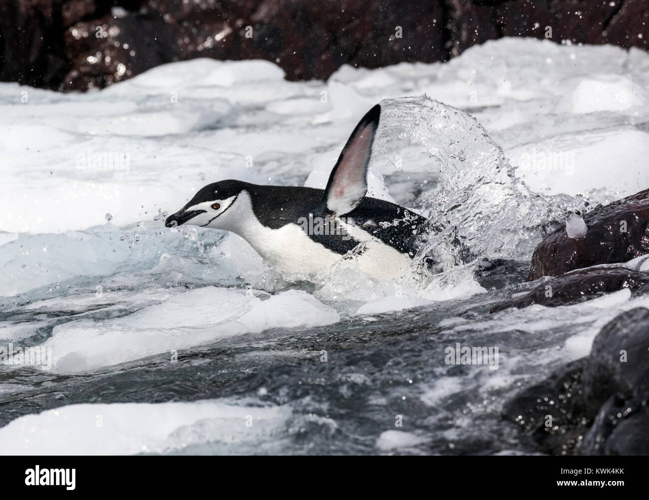 Schwimmen; Zügelpinguin Pygoscelis antarcticus; beringt pinguin ; bearded Penguin; stonecracker pinguin ; Rongé Island; Arctowski Halbinsel; Antarcti Stockfoto