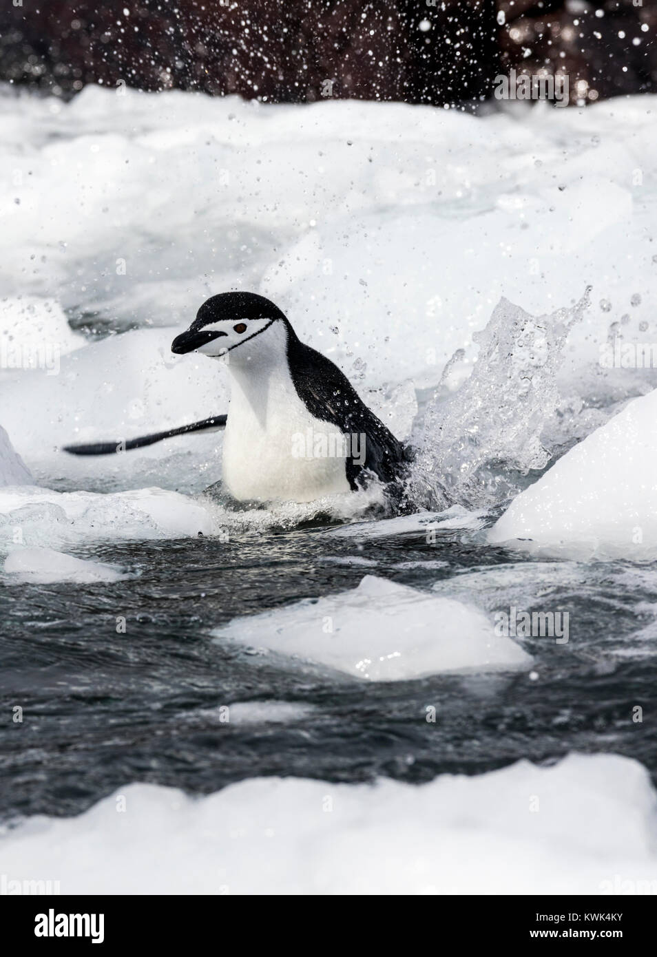 Schwimmen; Zügelpinguin Pygoscelis antarcticus; beringt pinguin ; bearded Penguin; stonecracker pinguin ; Rongé Island; Arctowski Halbinsel; Antarcti Stockfoto