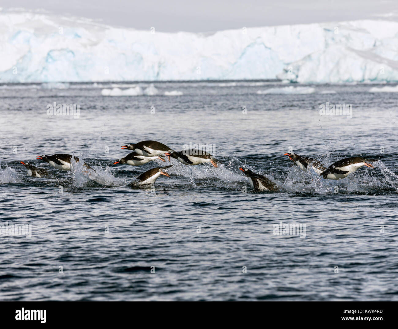 Long-tailed Eselspinguine schwimmen; Pygoscelis papua; RongÃ © Insel; Arctowski Halbinsel; Antarktis Stockfoto