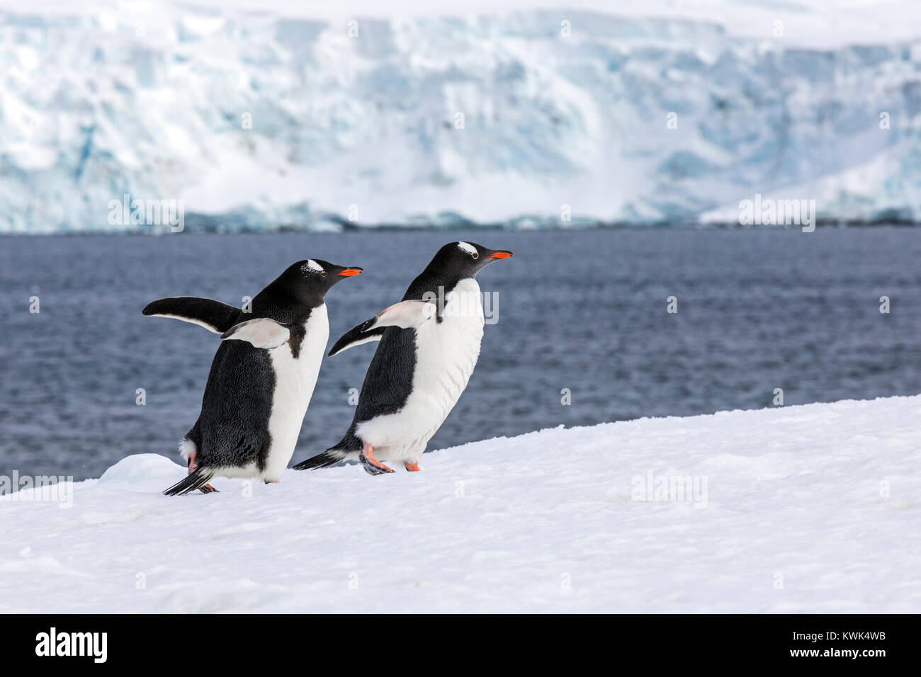Long-tailed Gentoo Penguins; Pygoscelis papua; Half Moon Island; Antarktis Stockfoto