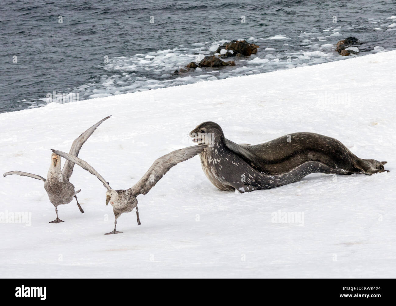 Weddell Dichtung; Leptonychotes weddellii; Phocidae;&südlichen Riesen Benzin; Half Moon Island; Antarktis Stockfoto