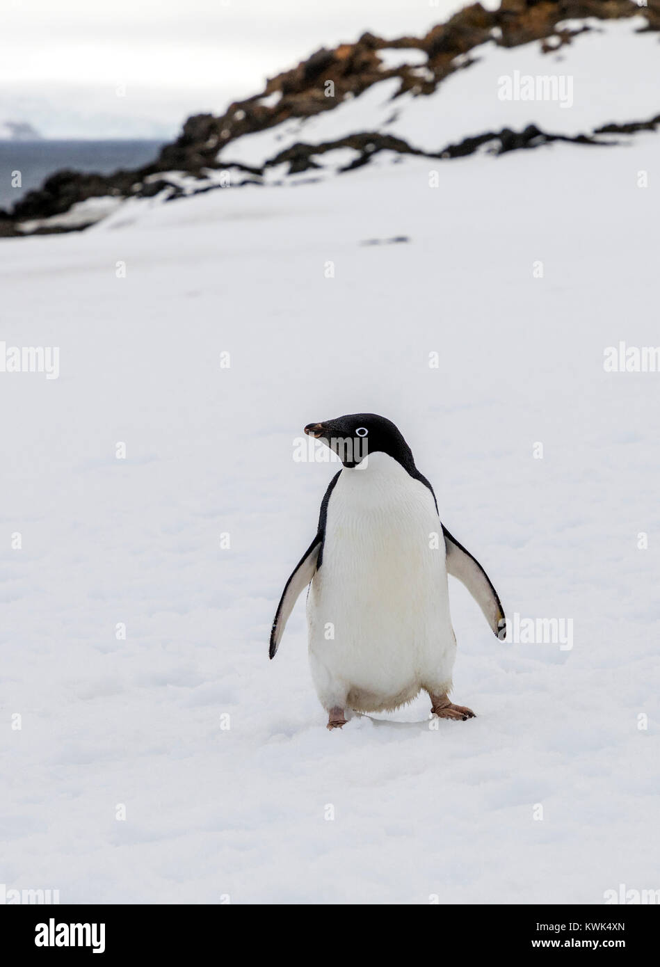 AdÃ© Penguin; Pygoscelis adeliae liegen; Arctowski Forschungsstation; Polnisch; King George Island; Antarktis Stockfoto