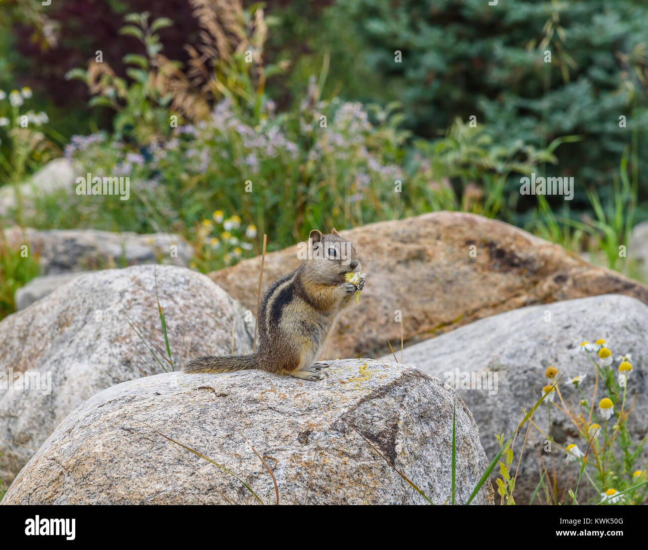 Glückliche kleine Eichhörnchen sitzt auf einem Felsen Nibbeln auf einer Blume Stockfoto