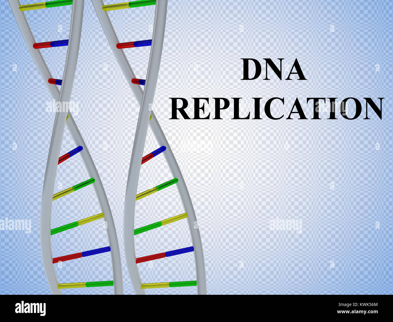 3D-Darstellung der DNA-Replikation script mit zwei identischen Basenpaare der DNS-Doppelhelix Stockfoto