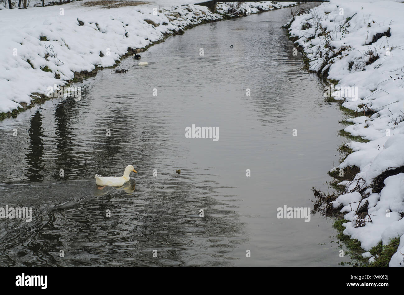 Allein Ente schwimmend auf dem kalten Wintertag Stockfoto