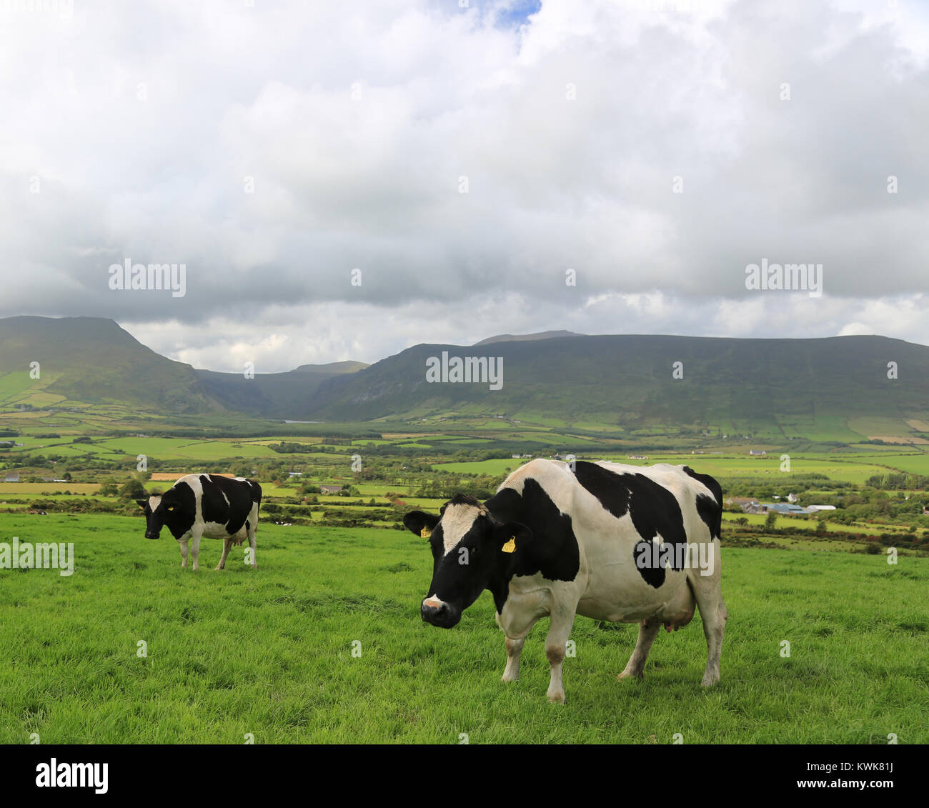 Kuh, Kühe in einem Feld in Irland. Stockfoto