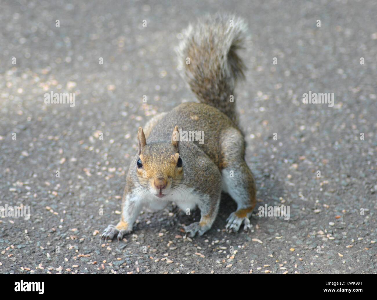 Graue Eichhörnchen in einem Londoner Park Stockfoto