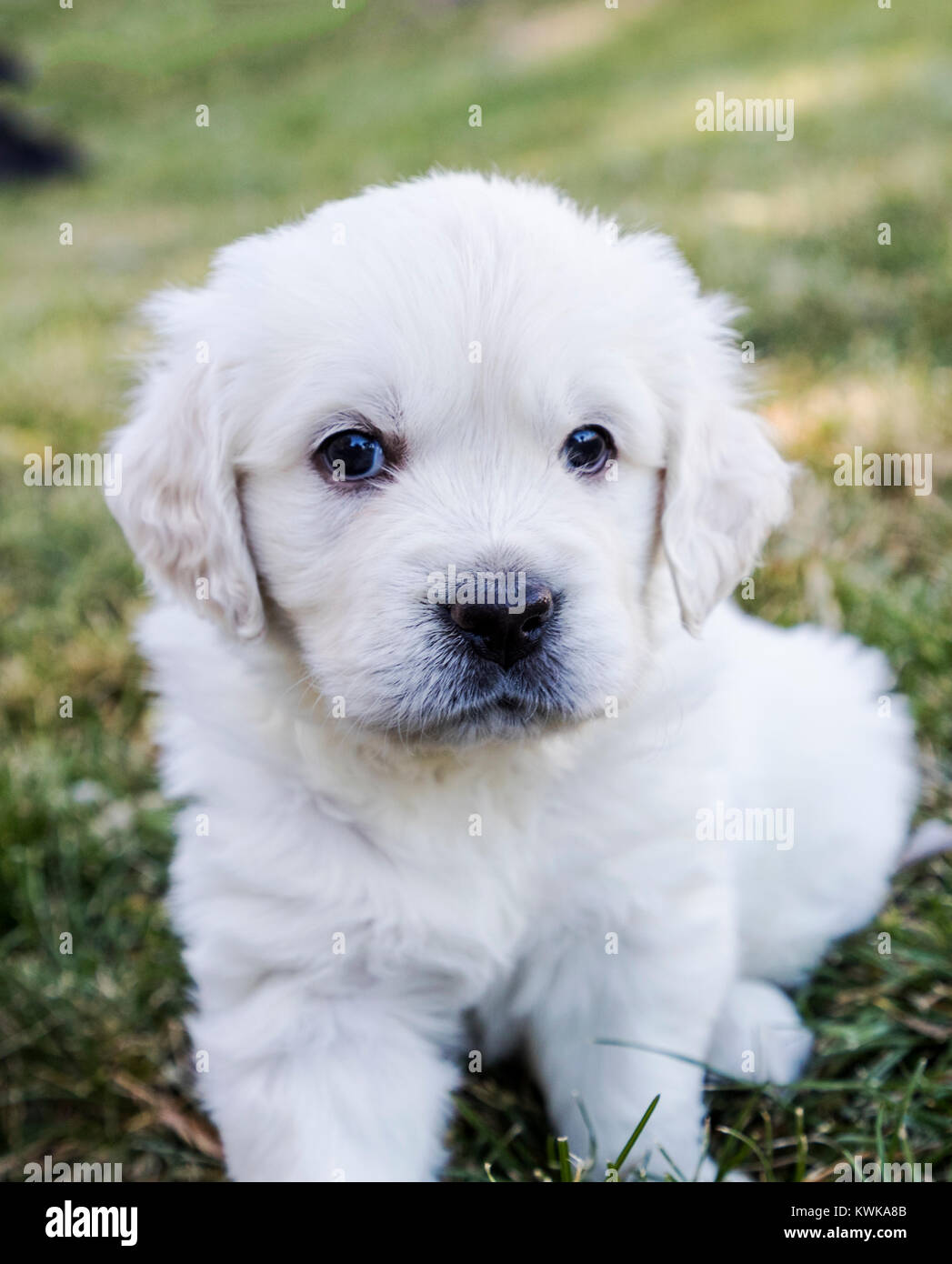 5 Woche alt Platin oder cremefarbenen Golden Retriever Welpen. Stockfoto