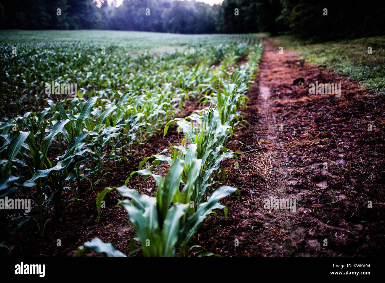Es ist Frühsommer in Kentucky und die Maisfelder sind gut. Stockfoto