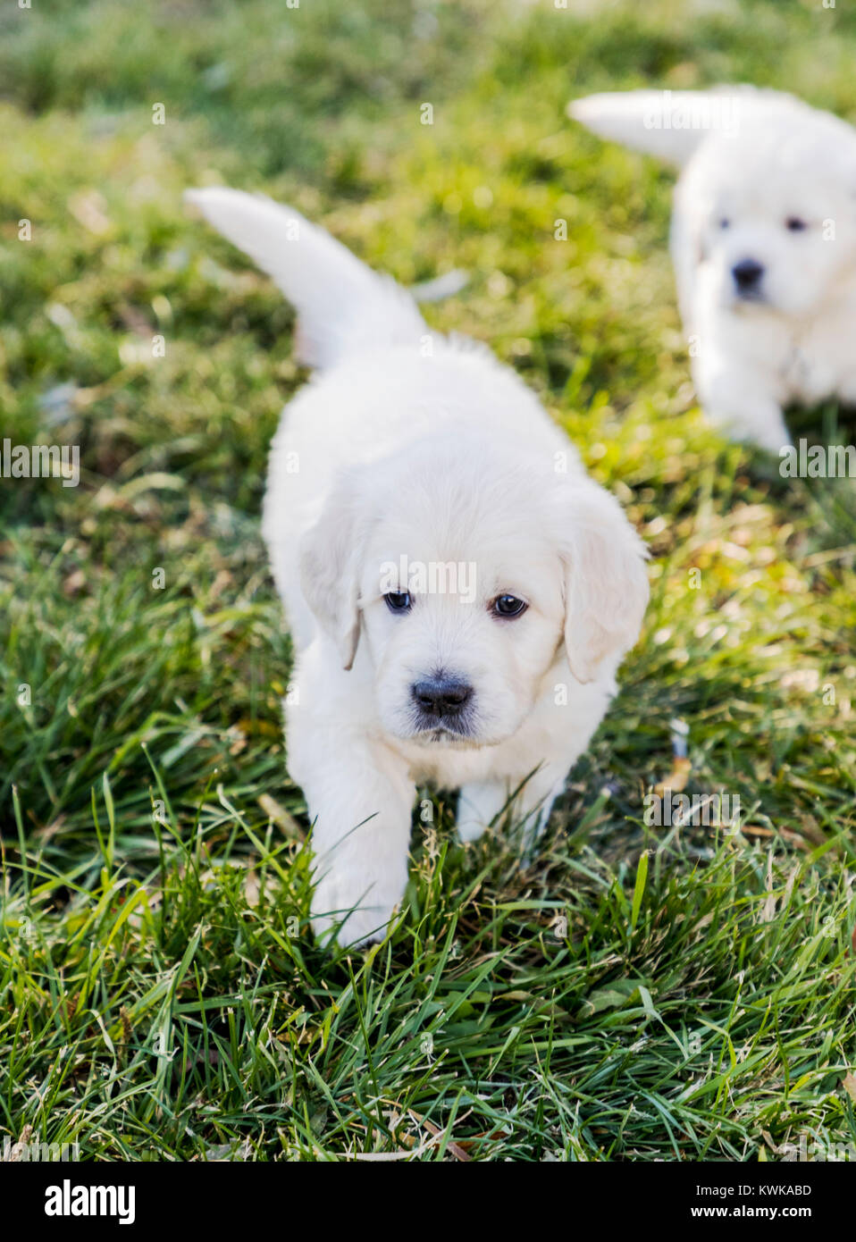5 Woche alt Platin oder cremefarbenen Golden Retriever Welpen. Stockfoto 5 Woche alt Platin oder cremefarbenen Golden Retriever Welpen. Stockfoto