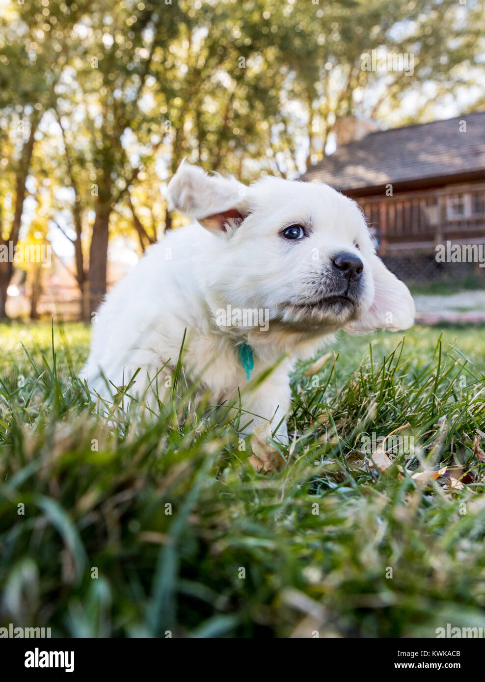 5 Woche alt Platin oder cremefarbenen Golden Retriever Welpen. Stockfoto 5 Woche alt Platin oder cremefarbenen Golden Retriever Welpen. Stockfoto