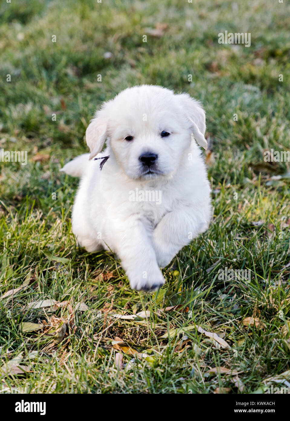 5 Woche alt Platin oder cremefarbenen Golden Retriever Welpen. Stockfoto 5 Woche alt Platin oder cremefarbenen Golden Retriever Welpen. Stockfoto