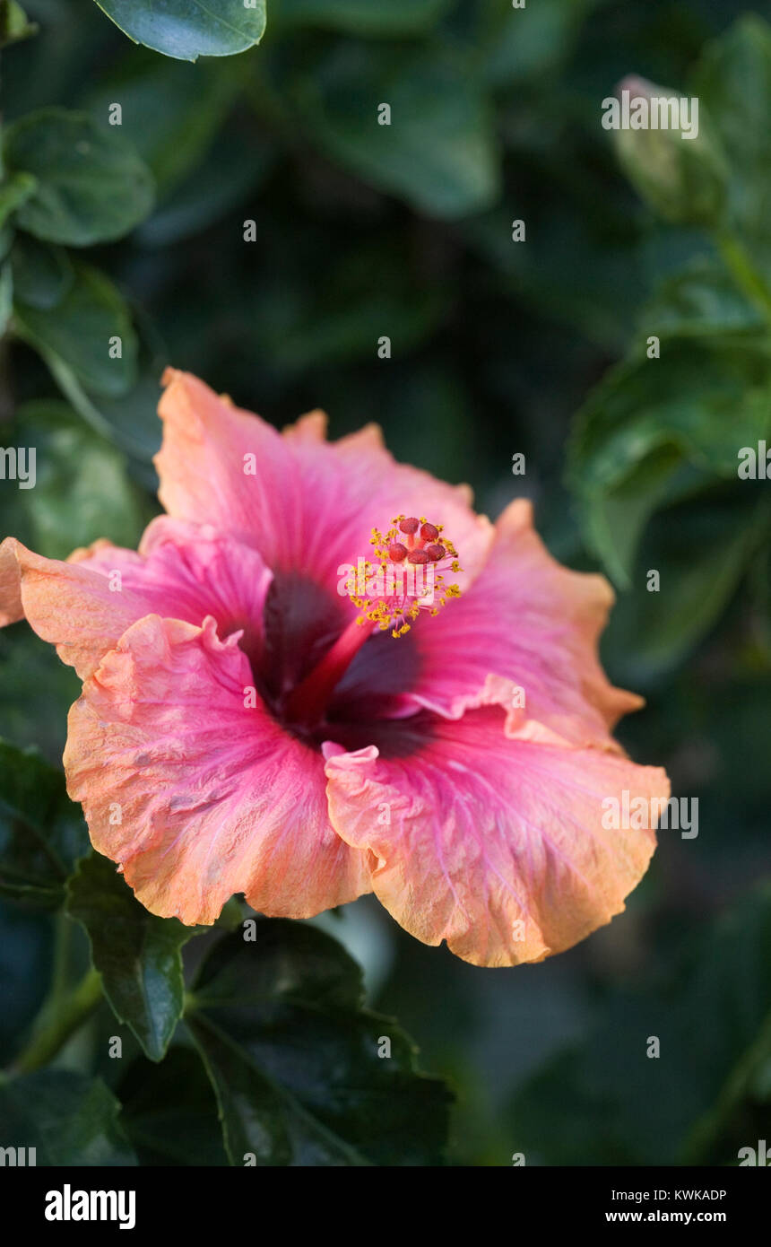 Hibiscus 'Erin Rachael' Blume. Stockfoto
