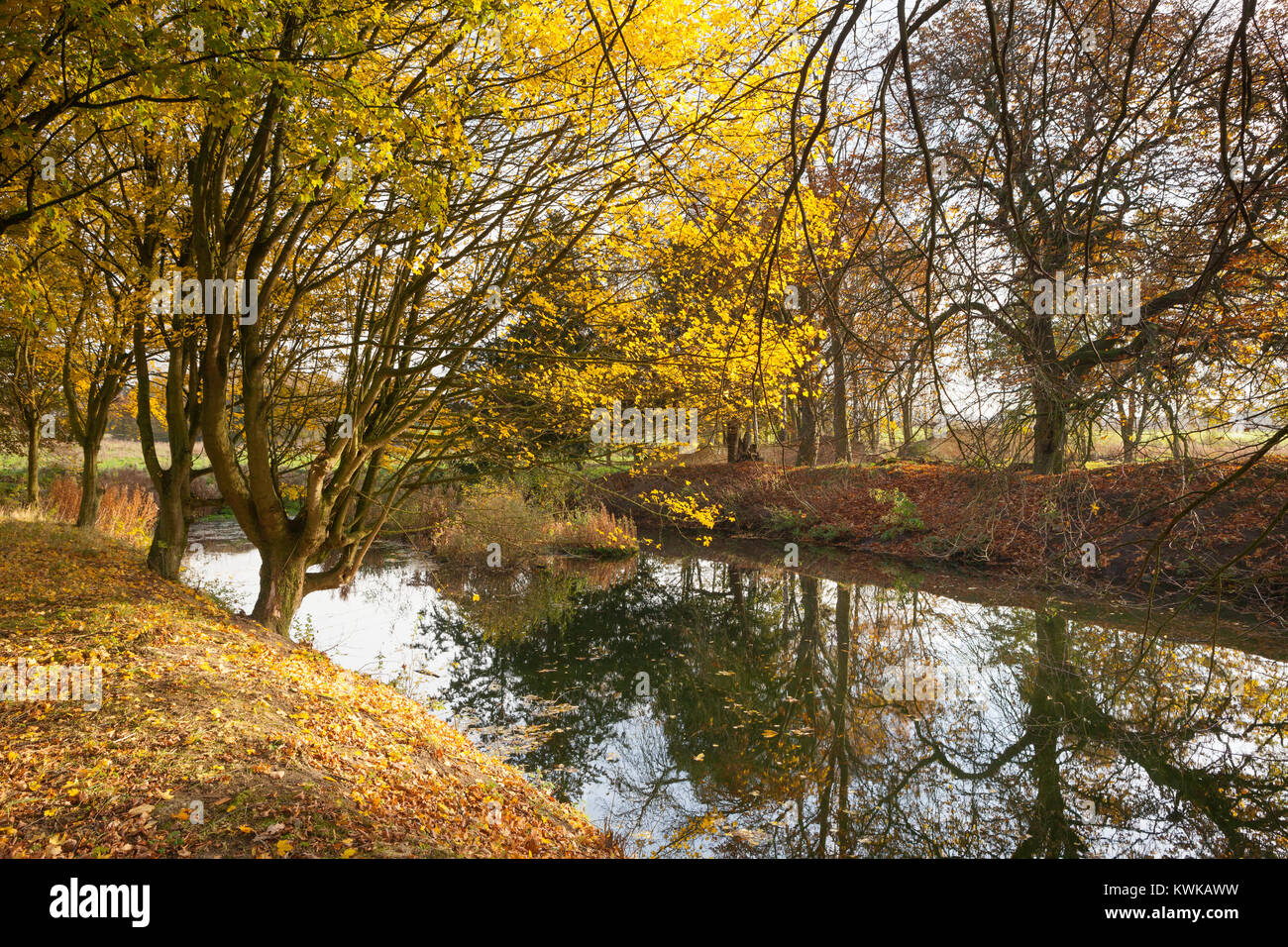 Hall Farm Garten, Köln, Lincolnshire, Großbritannien. Herbst, November 2017. Stockfoto