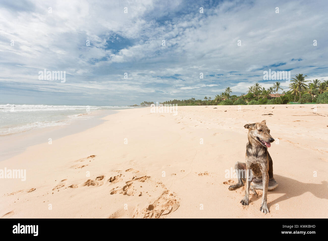 Asien - Sri Lanka - induruwa - ein wilder Hund im sand sitzen Stockfoto