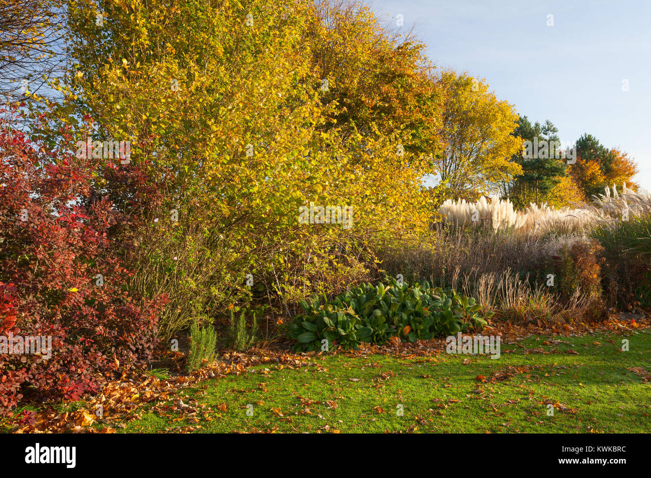 Brightwater Gärten, Saxby, Lincolnshire, Großbritannien. Herbst, Oktober 2017. Stockfoto