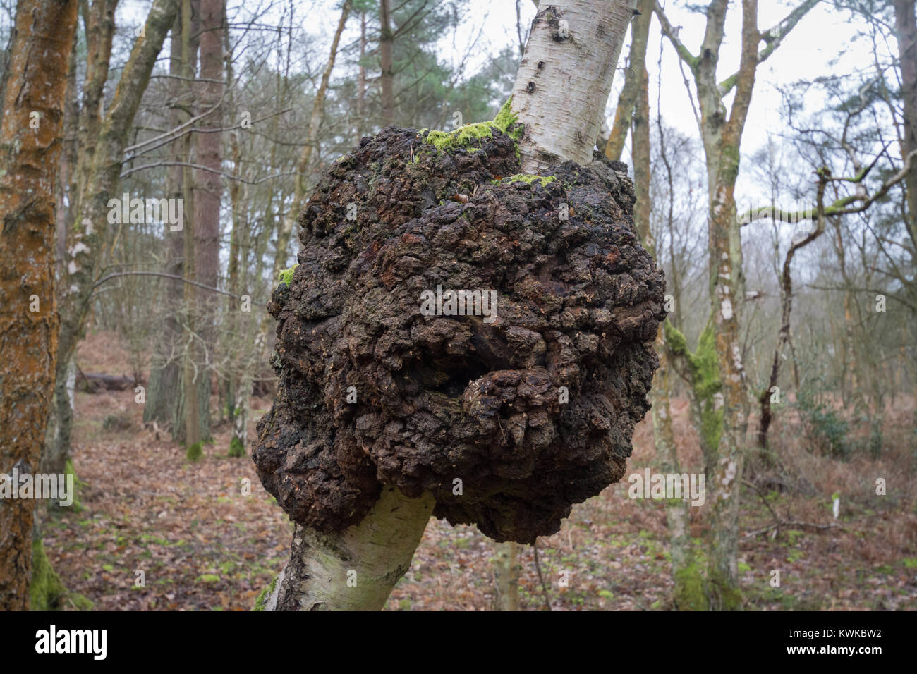 Silver Birch tree mit einem großen Grat (BURL) um den Stamm - solche Wucherungen sind das Ergebnis von Stress wie Verletzungen, viraler oder Pilzinfektionen Stockfoto