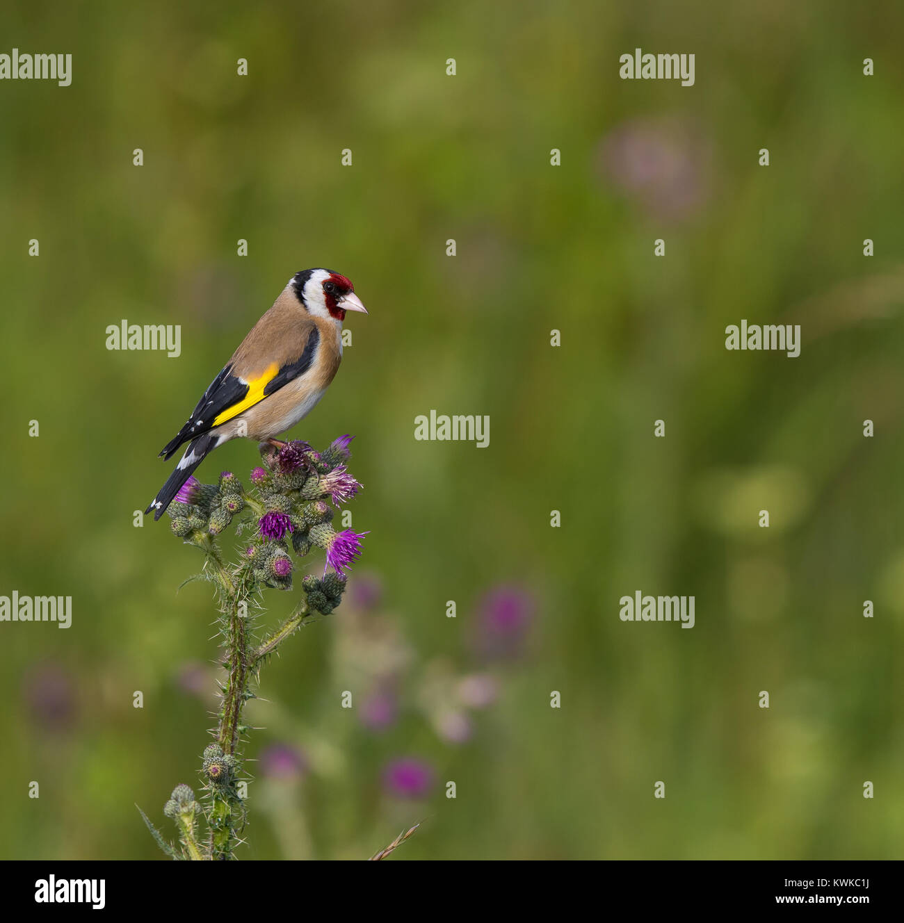Seitenansicht Nahaufnahme des britischen Goldfinkenvogels (Carduelis carduelis) isoliert auf wilder Sommerwiese, auf einer gewöhnlichen Distelpflanze in Blume. Britische Vögel. Stockfoto