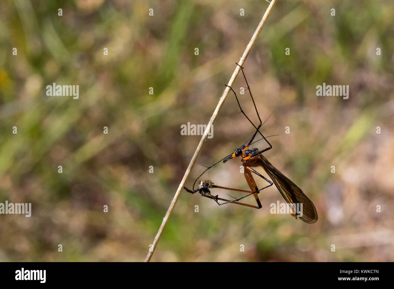 Kran Fliegen (Tipulidae Familie) Stockfoto