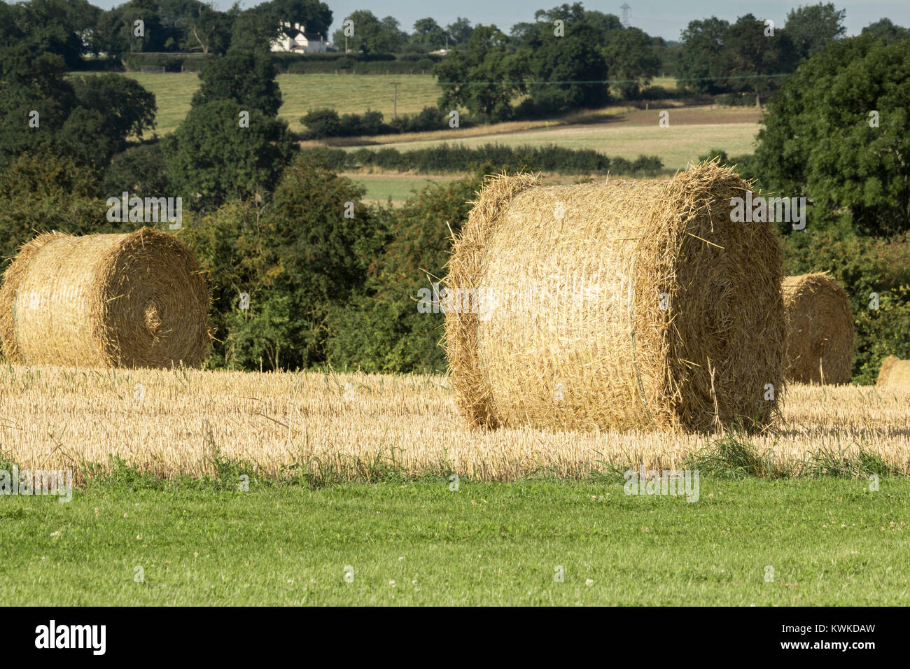 Ein Bild von einem Ballen Heu, trocknen in der Sonne an einem warmen Sommertag am Auge Kettleby Seen, Melton Mowbray, Leicestershire, England, Großbritannien Stockfoto