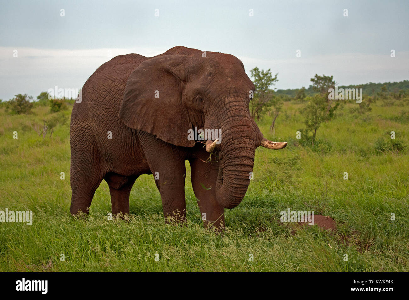 Stier Afrikanischer Elefant (Loxodonta africana) in Rot Staub bedeckt, Krüger Nationalpark, Südafrika. Stockfoto