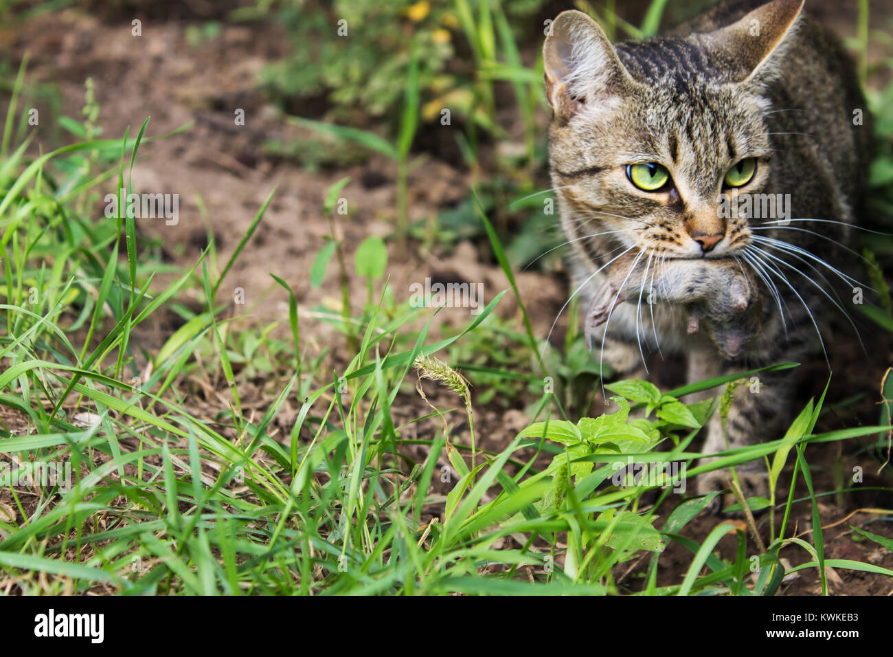 Cat hat die Maus in seinem Mund draußen gefangen. Predator Bären Beute Stockfoto