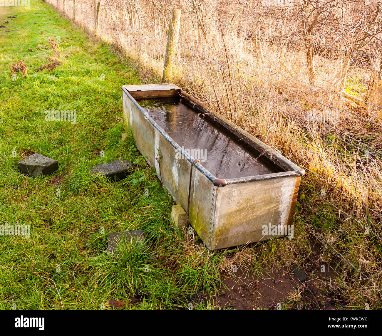 Land Fütterung Wassertrog kalten nassen Landwirtschaft Landwirtschaft, Essex, England, Großbritannien Stockfoto