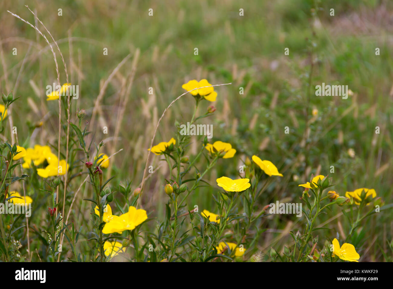Wilde gelbe Blumen blühen im Frühjahr auf dem grünen Rasen des Feldes Stockfoto