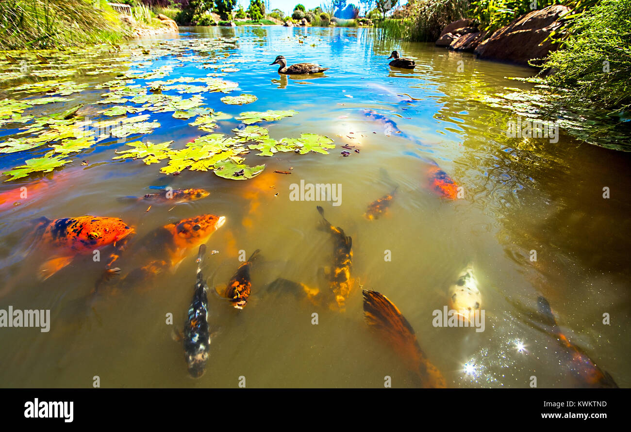 Koi im shoyoen Garten in Dubbo Australien Stockfoto