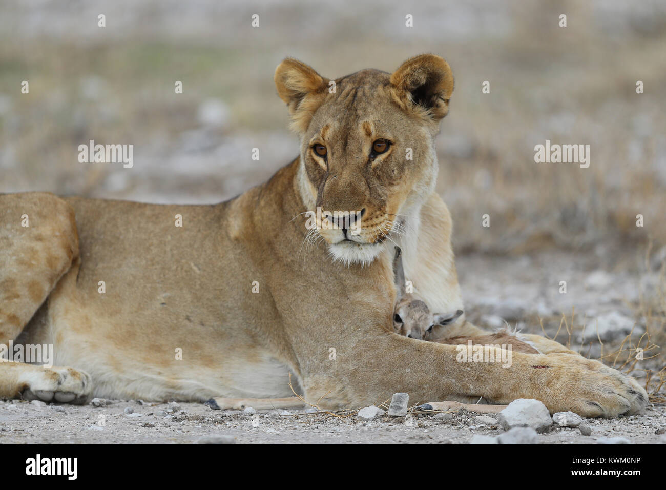 Löwin fängt junge springbock in der Nähe von Namutoni Camp im Etosha National Park Stockfoto