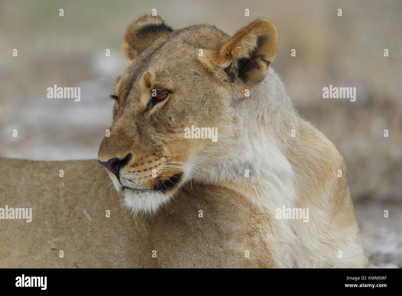 Löwin im Etosha National Park Stockfoto