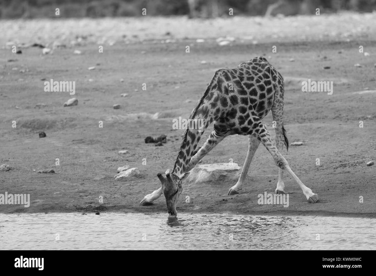 Giraffen trinken von Chudop Wasserloch im Etosha National Park Stockfoto