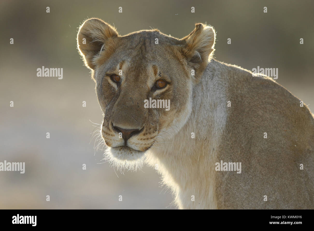 Löwin in der Nähe von Namutoni Camp im Etosha National Park Stockfoto