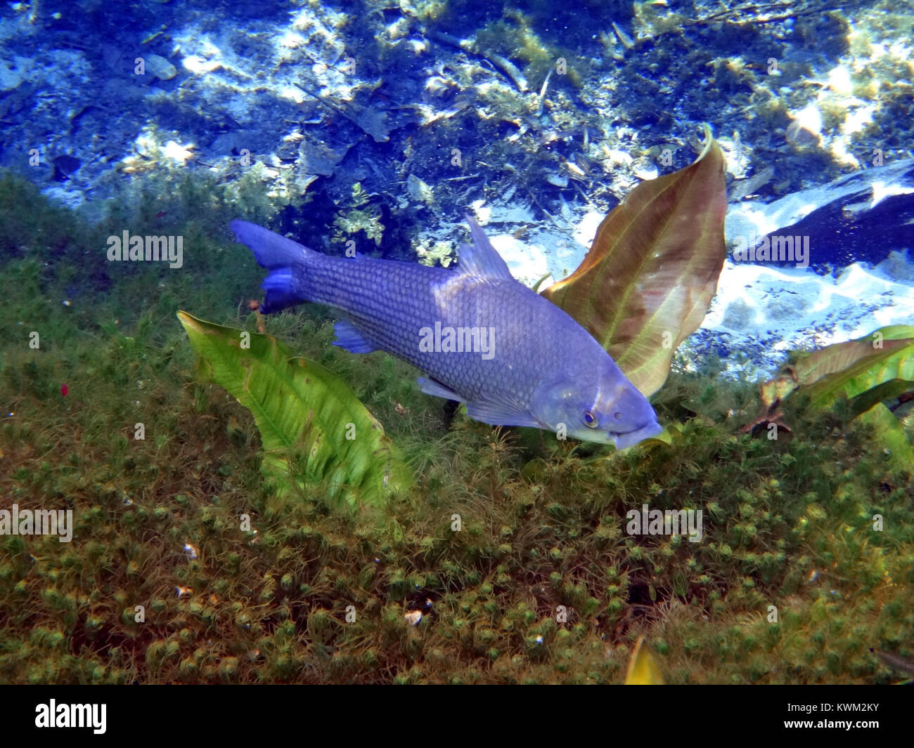 blauer Fisch Stockfoto