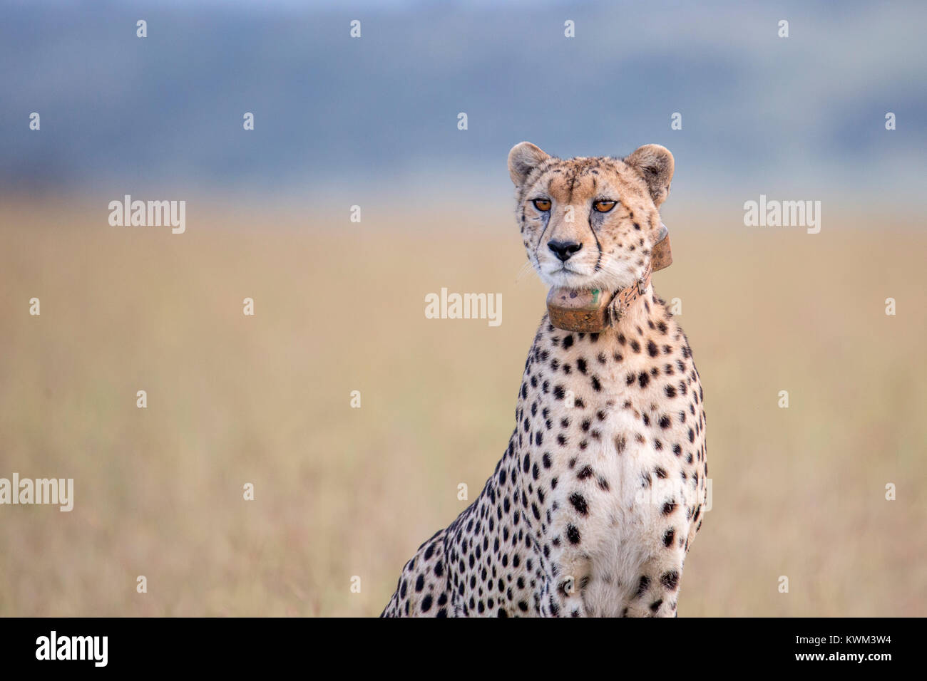 Eine collared Cheetah weiblichen Jagd über offenes Grasland, Kopf und Schultern, Mara Naboisho Conservancy Kenia Afrika Stockfoto