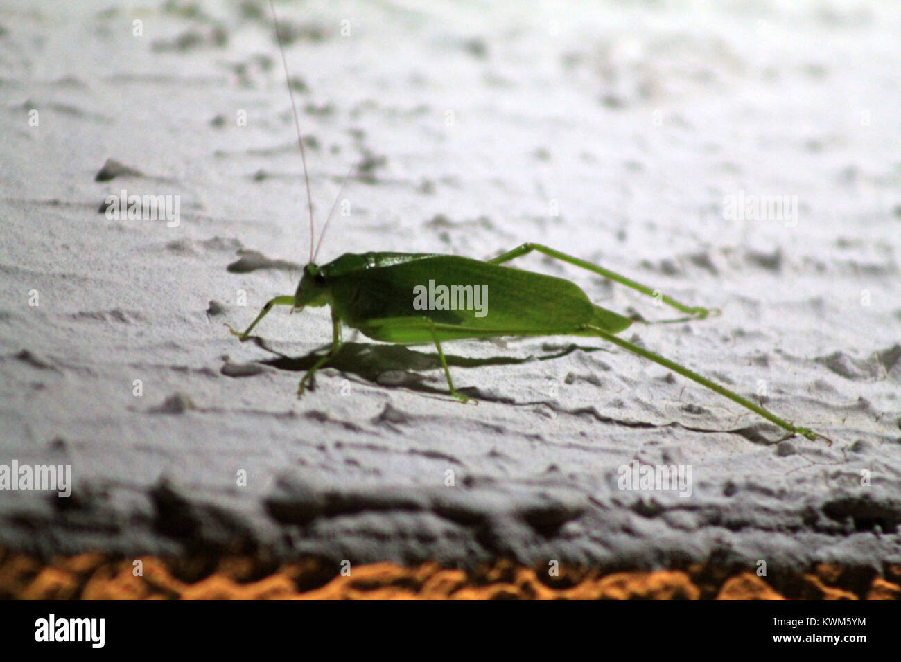 Kricket grasshoper Insekt Nahaufnahme Stockfoto