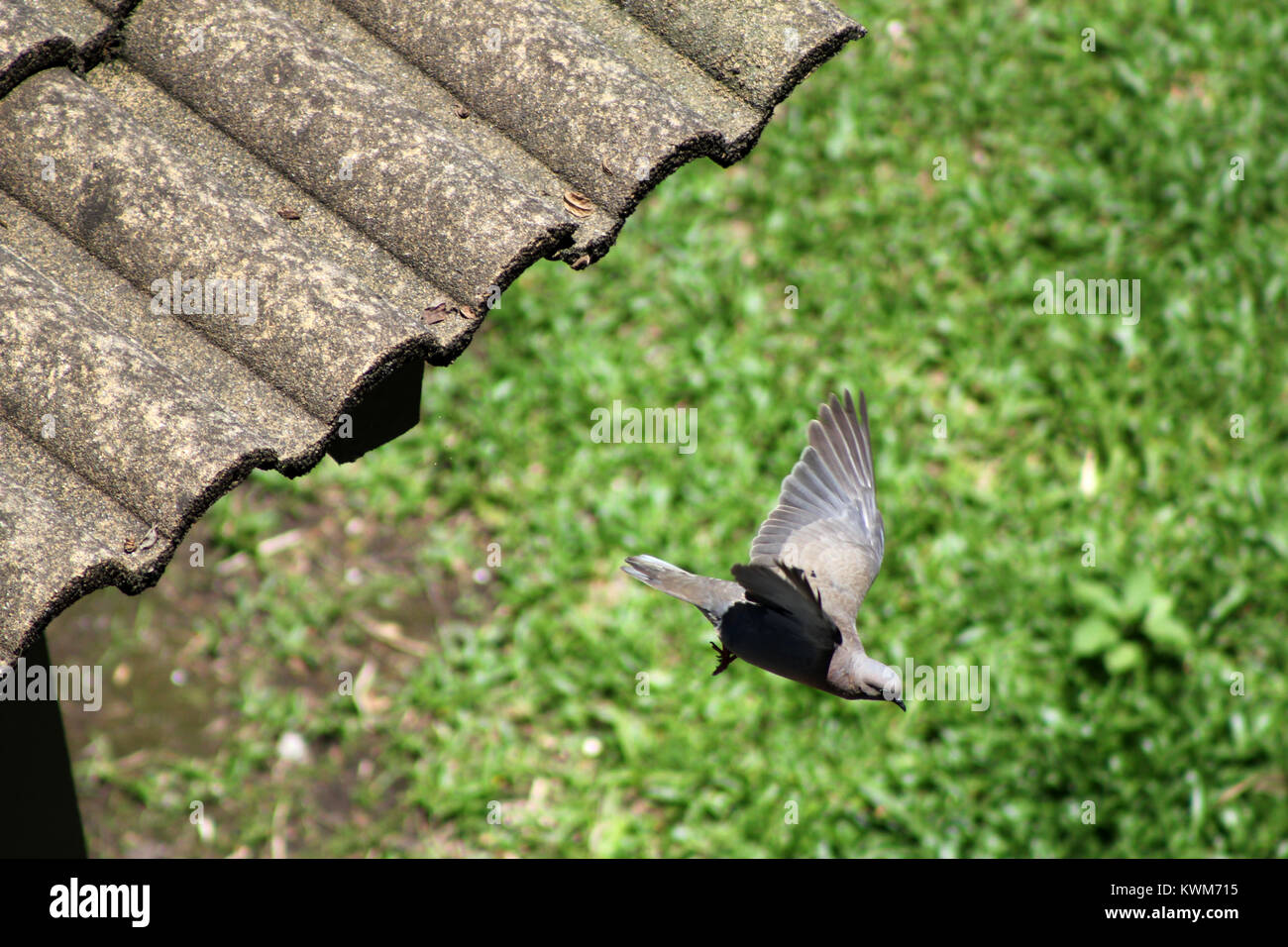 Fliegende Taube Stockfoto