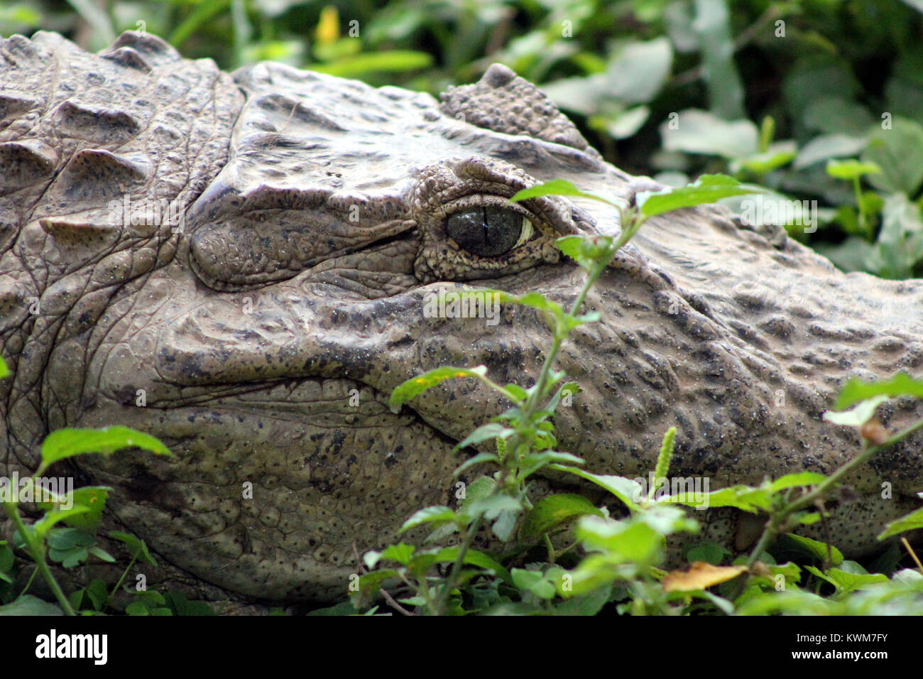 Krokodil Krokodil Jacare Kaiman Bonito Brasilien Stockfoto