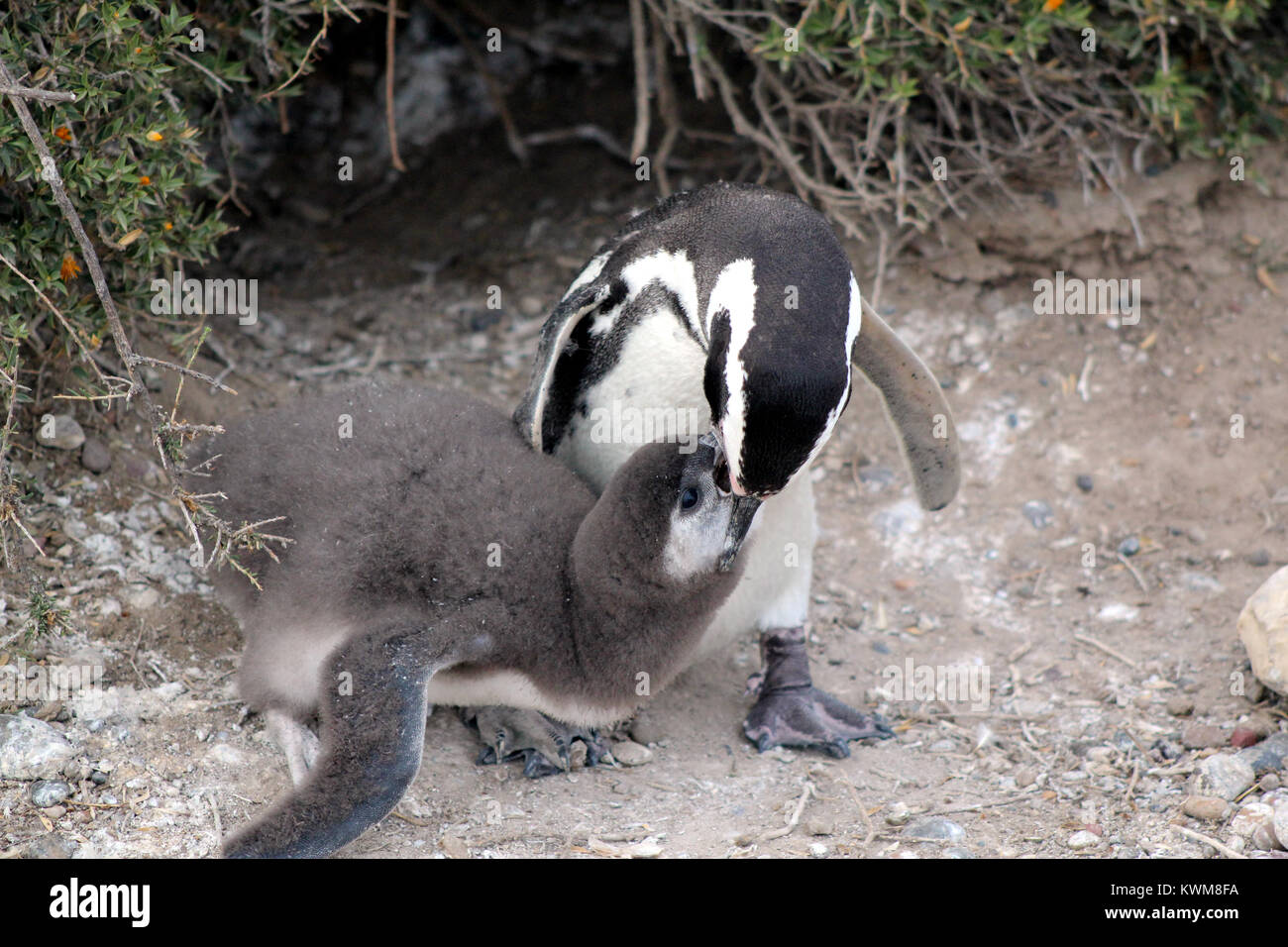 Pinguin valdez Magallanes Stockfoto