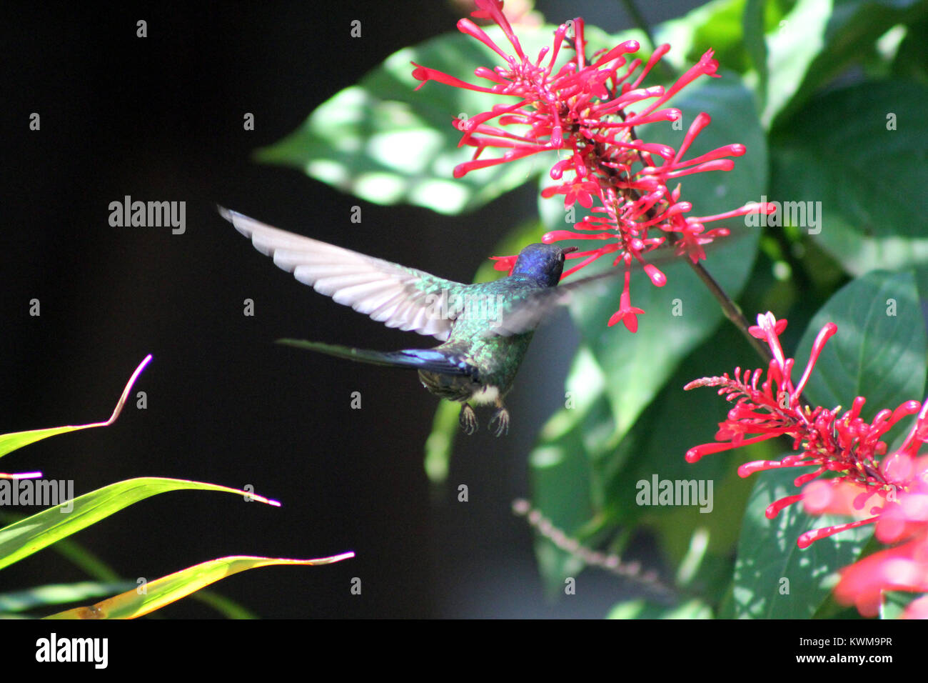 Hummingbird tropische Blume Rose Stockfoto