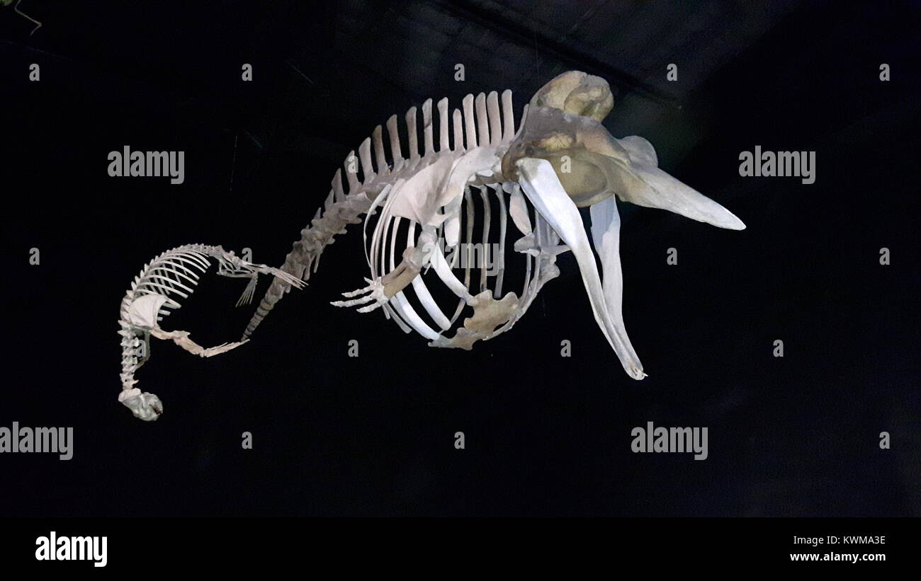 Ichthyosaurus fossilen Paläontologie Stockfoto