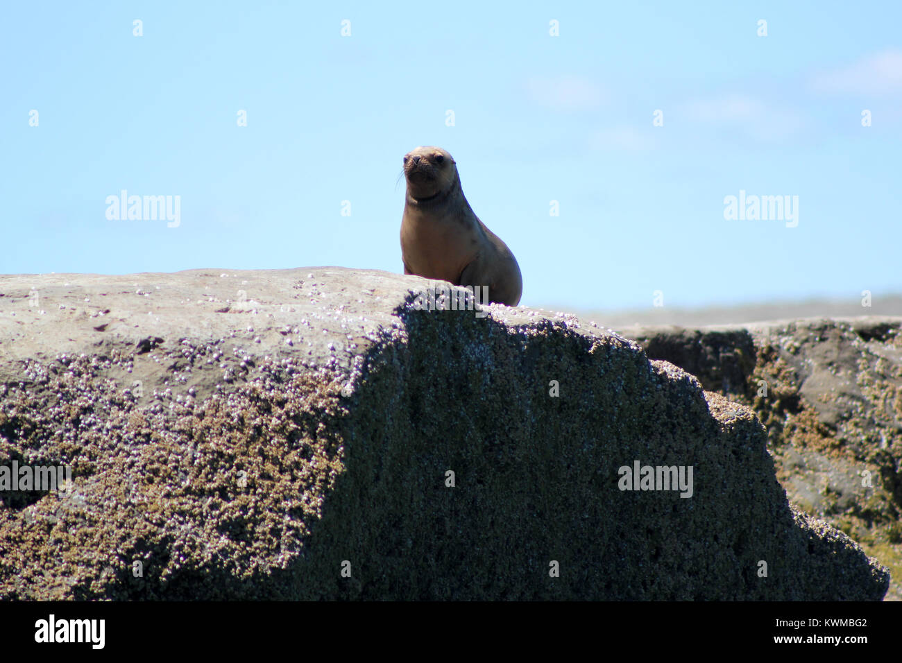 Sea Lion Patagonien Halbinsel Valdez Stockfoto