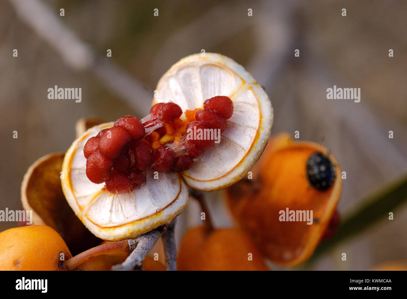 Pittosporum angustifolium Baum, wissen auch durch familiar​ Namen, Weinen Pittosporum, Butterbush, und Rinder Bush, Stockfoto