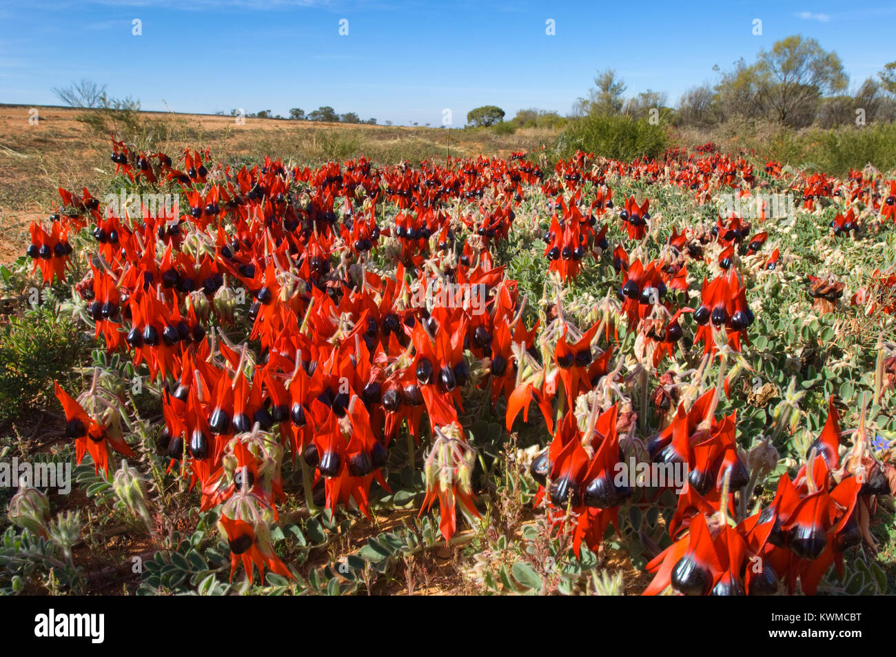 Swainsona Formosa oder häufiger als Sturts Desert Pea bekannt wächst in semi-arid​ Regionen Australiens. Stockfoto