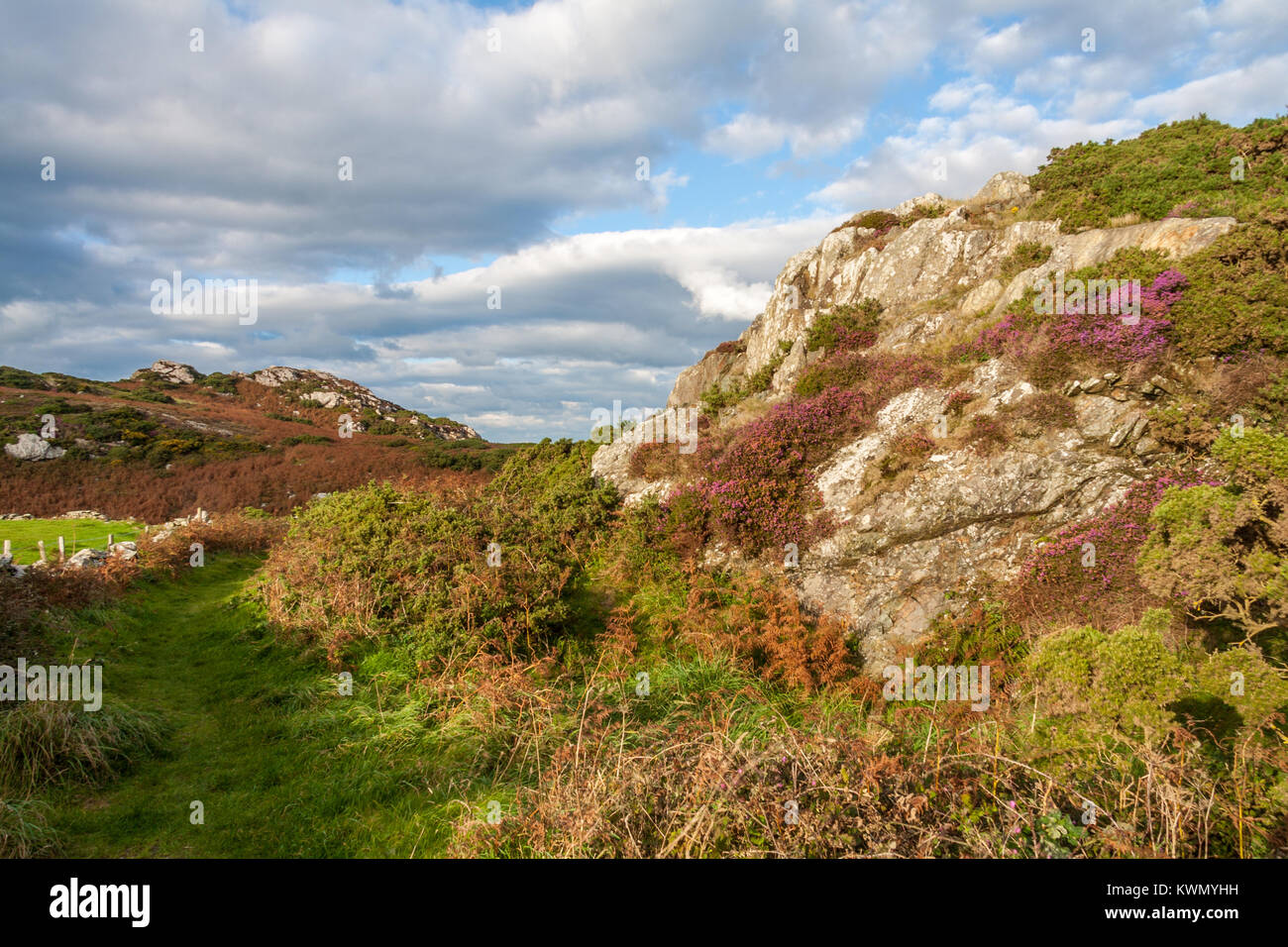 Typische Landschaft, Anglesey, Wales, Vereinigtes Königreich, Großbritannien Stockfoto