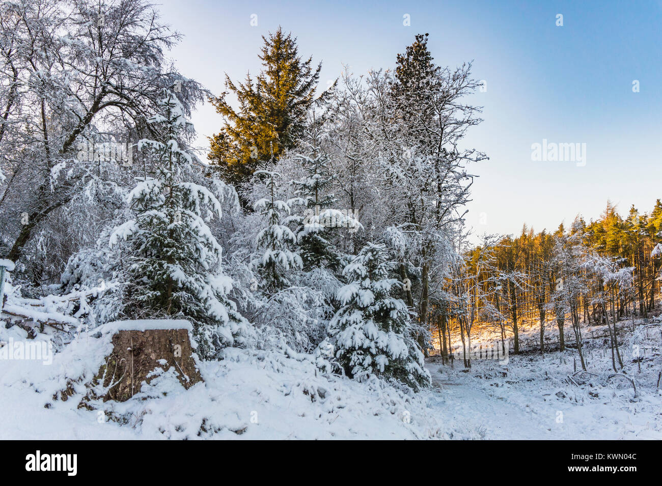 Am Rande eines schneebedeckten Beecraigs Country Park, West Lothian, an den Hängen des Cockleroy Hill suchen. Stockfoto